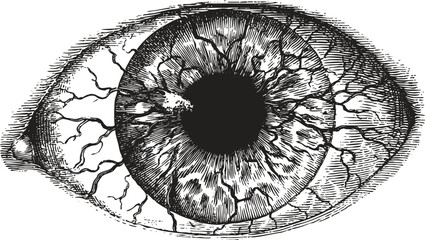 Detailed creepy eye illustration in vintage black and white sketch style. Spooky horror artwork for posters, cards, Halloween design projects.