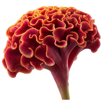 bright red cockscomb flower on transparent png background