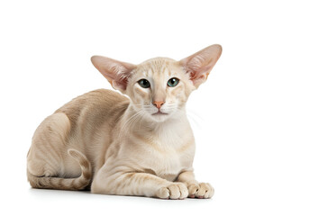 Elegant oriental cat with distinctive ears, lying down and staring intently on a white background, studio portrait
