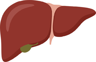  Human Liver Anatomy Vector Illustration with Gallbladder and Internal Organs