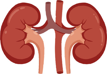 Human Kidneys Anatomy Illustration Vector with Renal Artery and Vein