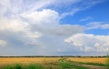 Obraz premium Road runs through a field of tall grass