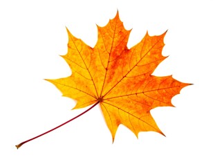 Fototapeta premium Vibrant autumn leaf against white