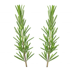 Fototapeta premium Green Rosemary Sprigs isolated on a transparent background