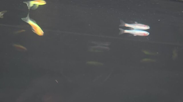 Longfin danio fish underwater shot highlighting vivid stripes extended fins and glowing body colors in aquarium tank