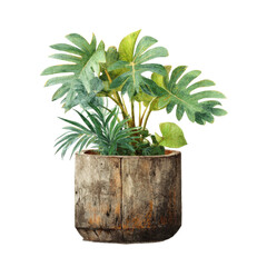 Lush houseplant in rustic wooden planter