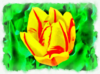 Watercolor floral painting. Digital Drawing-illustration. Bright Tulip flower on the background of a green flowerbed. Springtime landscape with tulip flower.