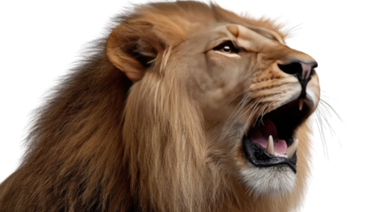 Roaring Lion: A majestic lion roars, showcasing its powerful presence, its mane gleaming with a regal air. Witness the king of the jungle in his full, untamed glory. 