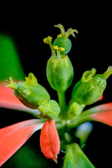 Cup-like inflorescence of dwarf poinsettia (Euphorbia cyathophora)