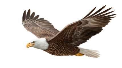 Obraz premium Majestic Eagle in Flight: A symbol of strength and freedom, this bald eagle soars through the open sky, displaying the power and grace of the wild.