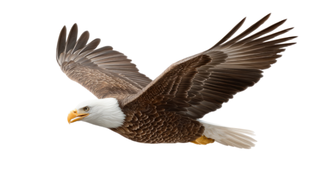 Majestic Eagle in Flight: A symbol of strength and freedom, this bald eagle soars through the open sky, displaying the power and grace of the wild.