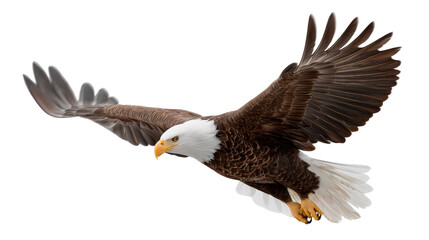 Obraz premium Soaring Eagle in Flight: A majestic bald eagle takes flight, its powerful wings spread wide, showcasing its impressive wingspan and the freedom of nature. This image captures the essence of freedom.