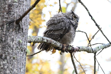 Kuvenile Great Horned Owl Side View