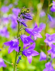 Close-up of vibrant purple bell flowers