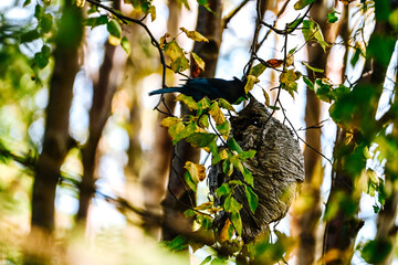 Stellar Jay on Wasp Nest