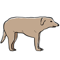 Simple and realistic Mongolian dog illustration