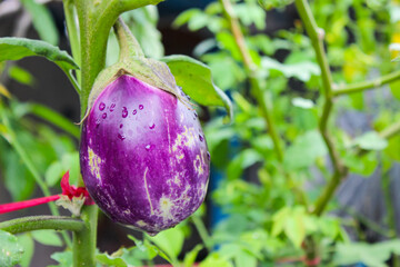 Ready to harvest fresh purple eggplant growing in the garden. Food ingredients