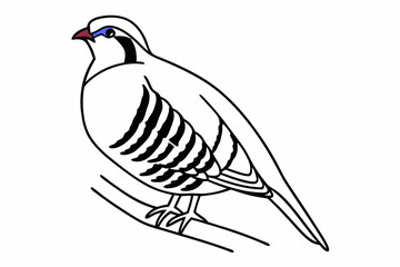 vector illustration of a bird