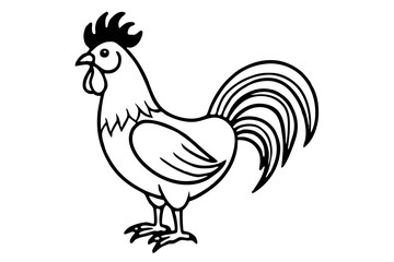 rooster isolated on white background