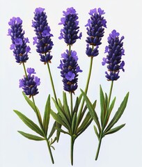Obraz premium Close-up of six vibrant purple lavender flower spikes with green leaves on white background, conveying freshness and natural beauty