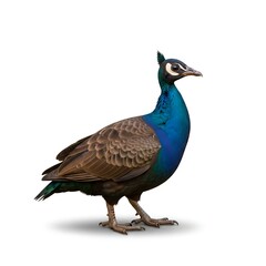 Obraz premium Stunning peacock displays vibrant blue plumage against clean white background for elegant design