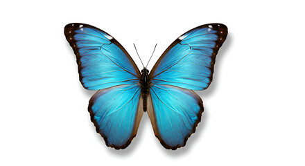 Obraz premium blue butterfly isolated on white