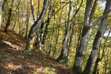 Golden autumn of the Caucasus Mountains