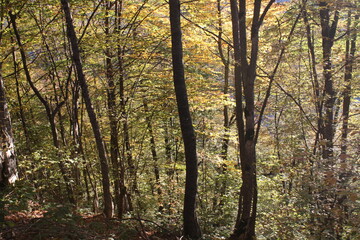 Golden autumn of the Caucasus Mountains