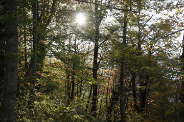 Fototapeta premium Golden autumn of the Caucasus Mountains