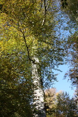 Golden autumn of the Caucasus Mountains