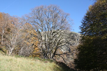 Golden autumn of the Caucasus Mountains