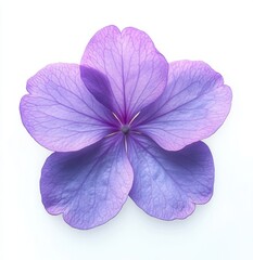 Close-up of a delicate purple flower with five translucent petals showing intricate vein patterns on a white background