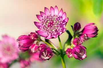 Astrantia major or large starflower belongs to the Apiaceae family, a herbaceous perennial plant.