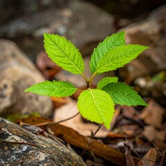 Fototapeta premium A small green sapling growing among rocks