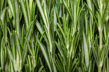 Fototapeta premium Fresh rosemary as background, closeup