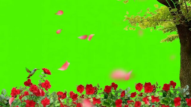 Beautiful High Quality Green Screen Beautiful Garden Flower Green Screen Nature Effect Green Screen Falling Rose Petals Animation Background Video Footage