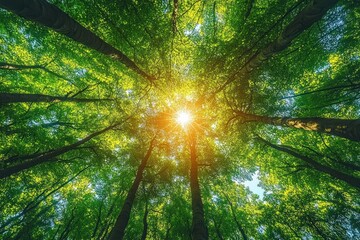 Bright sunlight shining through lush green forest canopy with tall trees on a clear day