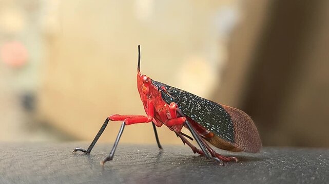 Kalidasa albiflos is a species of planthopper in the family Fulgoridae found in India. It was previously known as Kalidasa lanata, India