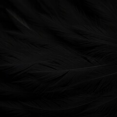 Black feather close-up detail