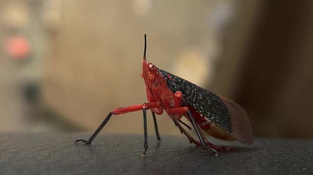 Kalidasa albiflos is a species of planthopper in the family Fulgoridae found in India. It was previously known as Kalidasa lanata, India