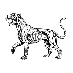 Engraving-Style Anatomical Illustration of a Roaring Tiger
