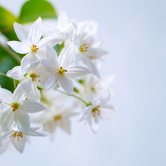 Obraz premium white wrightia flowers on white background