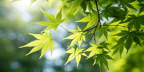 Obraz premium Sunlight filters through vibrant green japanese maple leaves creating a serene and refreshing natural scene