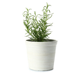 Pot with fresh rosemary on white background
