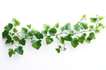 long trailing green ivy vine with fresh green leaves displayed horizontally on a white background evoking natural freshness and simplicity