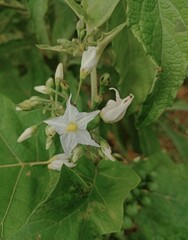 a white flower