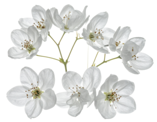  Elegant White Musk Blossoms on Isolated Background