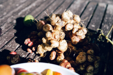 Freshly Harvested Ginger Roots at Wanaka Farm — Organic Farming and Sustainable Agriculture
