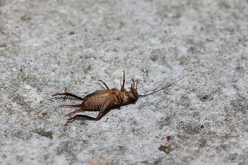 Dead House cricket (Acheta domesticus) on a street