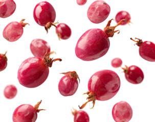 Vibrant pink rose hips scattered on transparent background